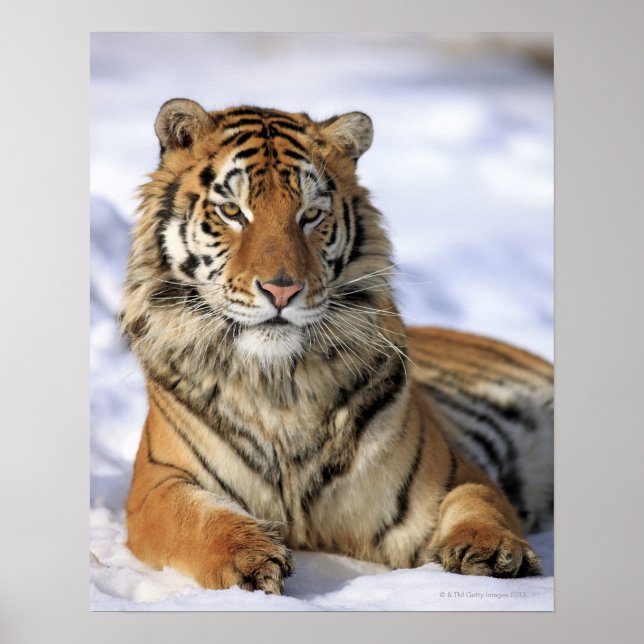 Sibirien Tiger, Panthera tigris altaica, Asien Poster (Framsidan)