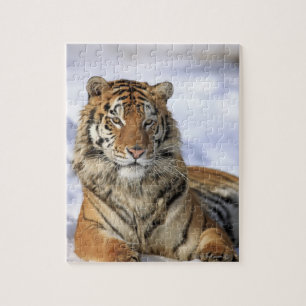 Sibirien Tiger, Panthera tigris altaica, Asien Pussel