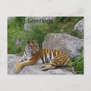 Sibirien Tiger Relaxing på Sten Vykort