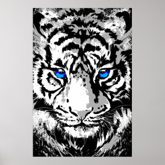 Sibiriens vita tigerhuvud - Tiger Poster Blue Öga