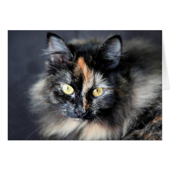 Sibirisk katt hälsningskort (Framsidan Horizontal)