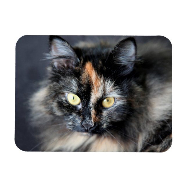 Sibirisk katt magnet (Horisontell)