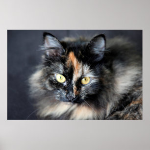 Sibirisk katt poster