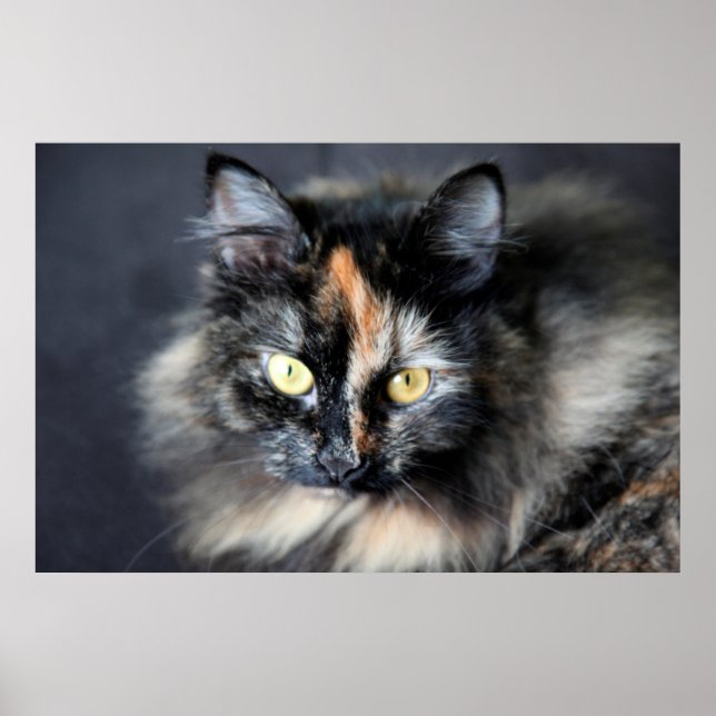 Sibirisk katt poster (Framsidan)