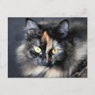 Sibirisk katt vykort