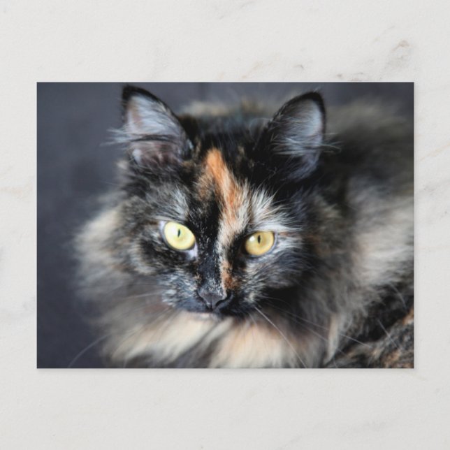 Sibirisk katt vykort (Framsida)