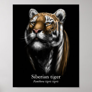 Sibirisk Tiger Affisch (Semi-Glans)