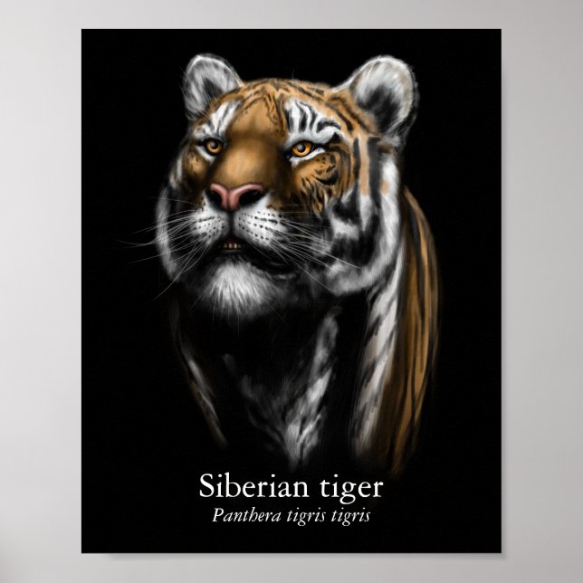 Sibirisk Tiger Affisch (Semi-Glans) (Framsidan)