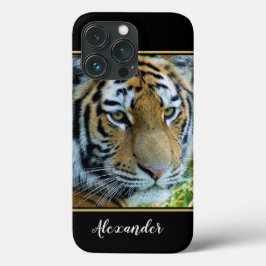 Sibirisk Tiger, Amur Tiger