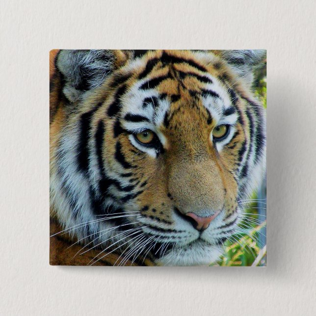 Sibirisk Tiger, Amur Tiger Knapp (Framsida)