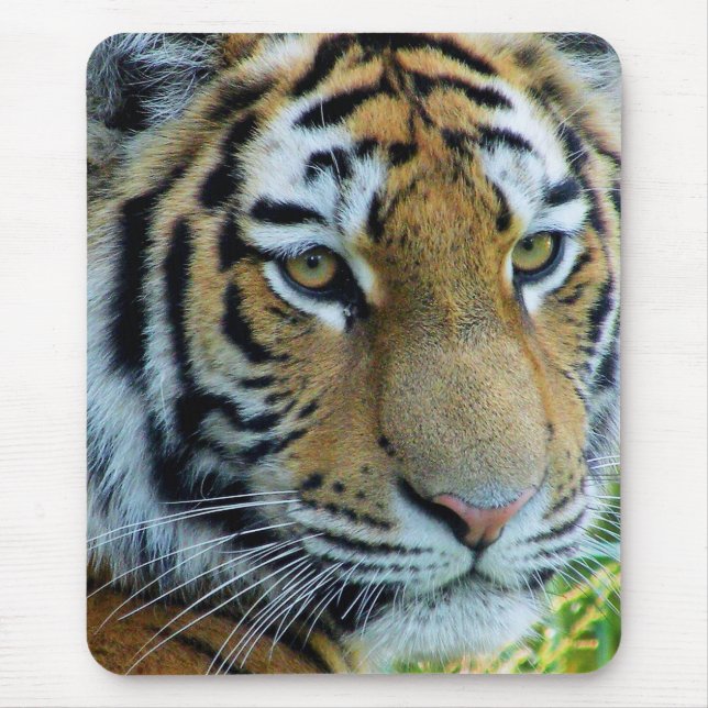 Sibirisk Tiger, Amur Tiger Musmatta (Framsidan)