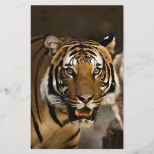 Sibirisk Tiger Brevpapper