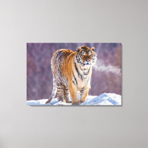 Sibirisk tiger i snö, Kina Canvastryck