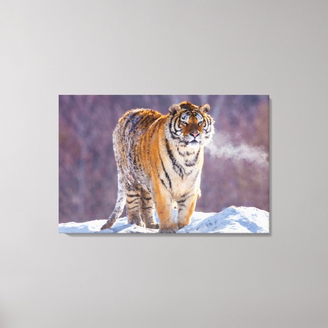 Sibirisk tiger i snö, Kina Canvastryck (Framsida)