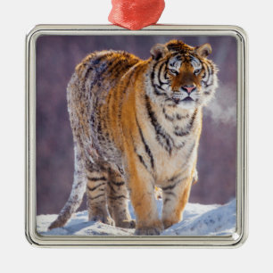 Sibirisk tiger i snö, Kina Julgransprydnad Metall
