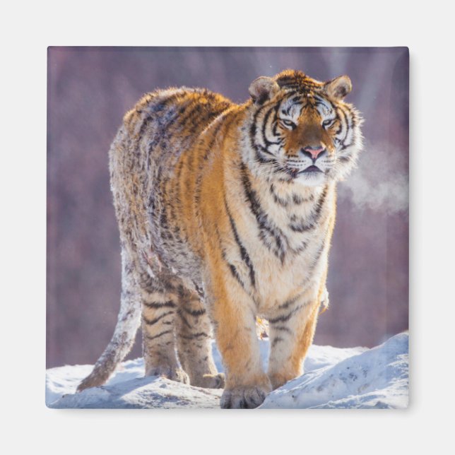 Sibirisk tiger i snö, Kina Magnet (Framsidan)
