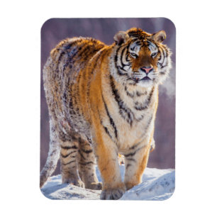 Sibirisk tiger i snö, Kina Magnet