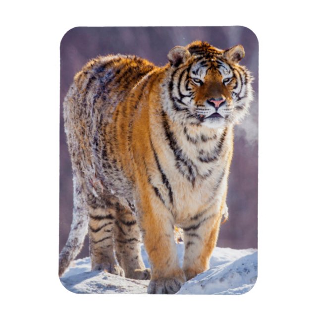 Sibirisk tiger i snö, Kina Magnet (Vertikal)