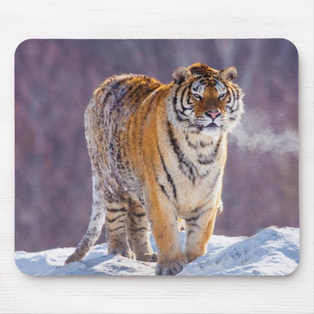 Sibirisk tiger i snö, Kina Musmatta (Framsidan)