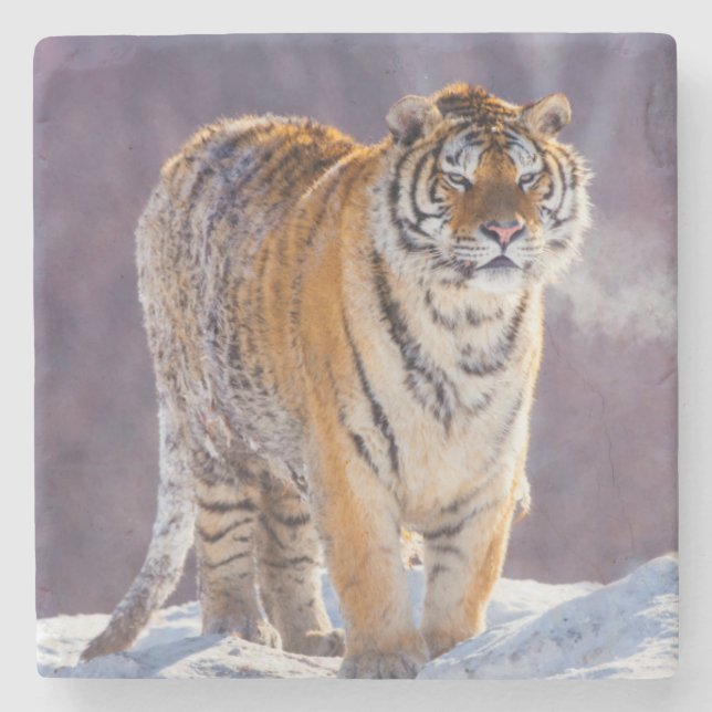 Sibirisk tiger i snö, Kina Stenunderlägg (Framsidan)