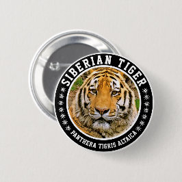 Sibirisk tiger knapp