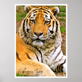 Sibirisk tiger poster
