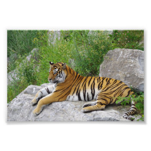 Sibirisk tiger som vilar på en sten fototryck