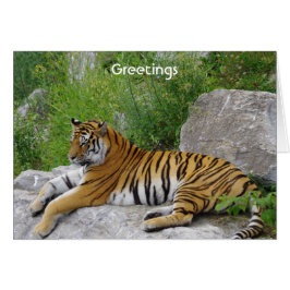Sibirisk tiger som vilar på en sten OBS kort