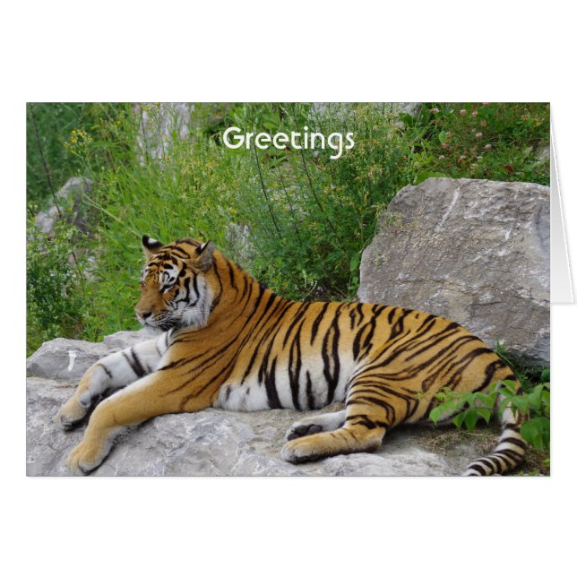 Sibirisk tiger som vilar på en sten OBS kort (Framsidan Horizontal)