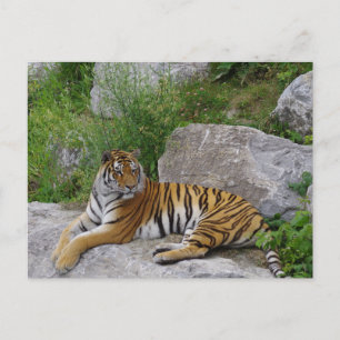 Sibirisk tiger som vilar på en sten vykort