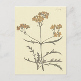 Sibirisk vänderot Botanisk illustration Vykort