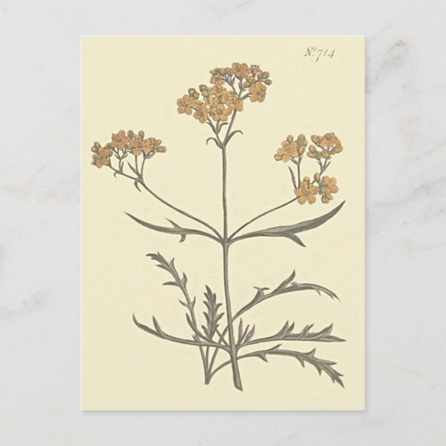 Sibirisk vänderot Botanisk illustration Vykort (Framsida)
