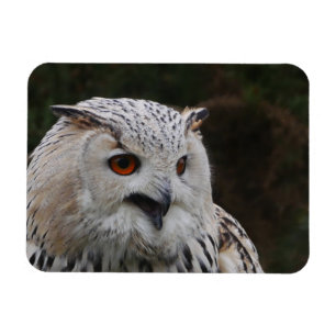 Sibiriska Eagle Uggla Magnet