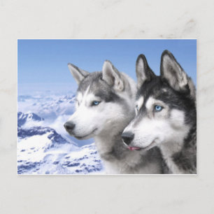 Sibiriska Huskies Vykort