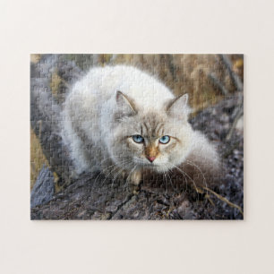Sibiriska katt i en höstskog pussel