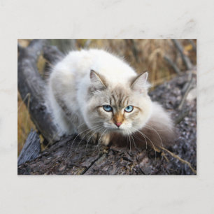 Sibiriska katt i en höstskog vykort
