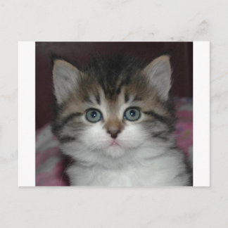Sibiriska Tabby/White Kitten Vykort
