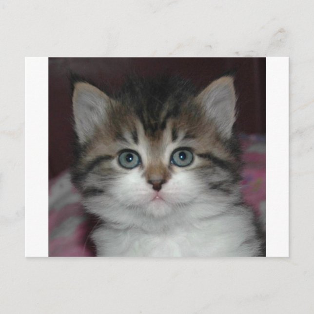 Sibiriska Tabby/White Kitten Vykort (Framsida)