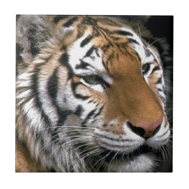 Sibiriska Tiger Älskare Konst Kakelplatta (Framsidan)