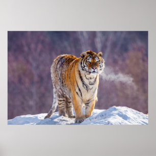 Sibiriska tiger i snö, China Poster