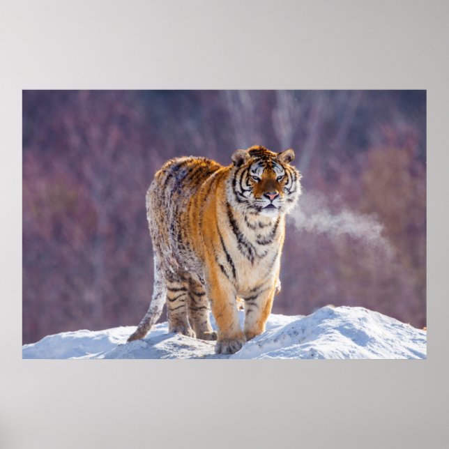 Sibiriska tiger i snö, China Poster (Framsidan)