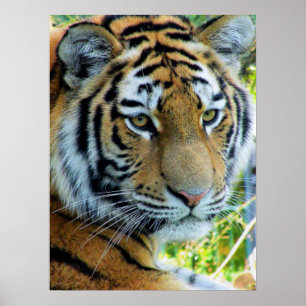 Sibiriska tigern, Amur Tiger Poster