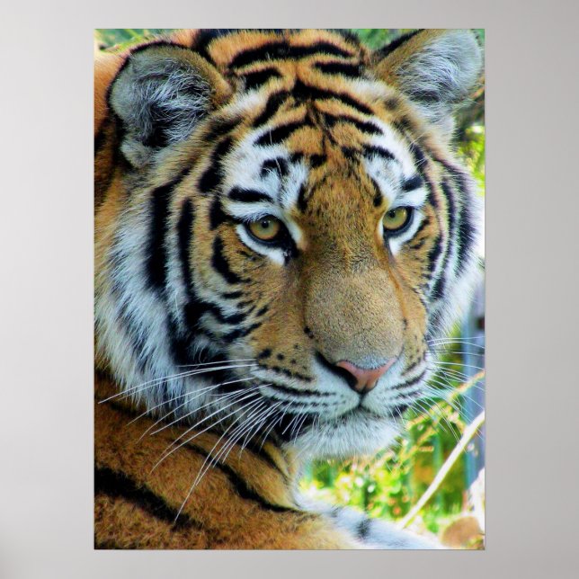 Sibiriska tigern, Amur Tiger Poster (Framsidan)