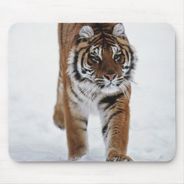 Sibiriska tigern i Snö Musmatta (Framsidan)