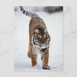 Sibiriska tigern i Snö Vykort