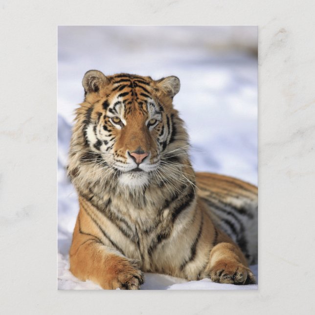 Sibiriska tigern, Panthera tigris altaica, Asien Vykort (Framsida)