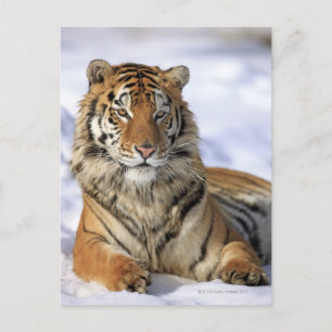 Sibiriska tigern (Panthera tigris altaica) Asien Vykort