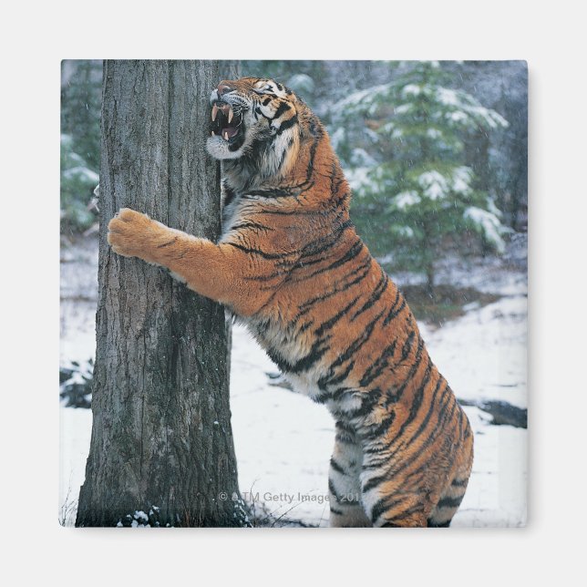 Sibiriska tigern (Panthera tigris altaica) Magnet (Framsidan)
