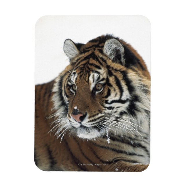 Sibiriska tigern (Panthera Tigris Altaica) Magnet (Vertikal)