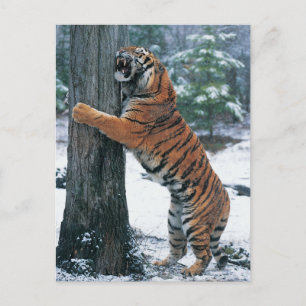 Sibiriska tigern (Panthera tigris altaica) Vykort